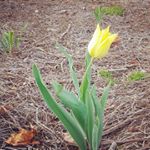  Welcome Spring! #flower #spring #tulips #sunday 