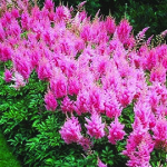 Astilbe