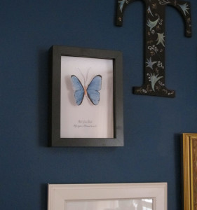 Butterfly in Gallery