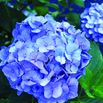 Hydrangea