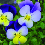 Pansy