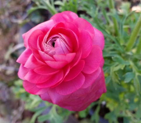 Persian Buttercup - Ranunculus