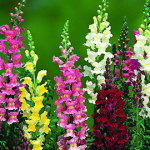 Snapdragons