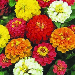 Zinnias